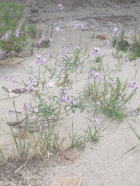 Hesperidanthus linearifolia